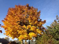 Baum im Herbst